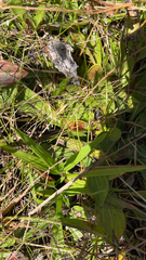 Dionaea muscipula