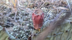 Opuntia cespitosa