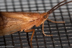 Trichoptera
