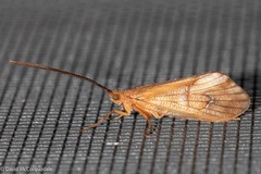 Trichoptera