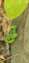 Trimeresurus insularis