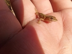 Anolis nebulosus
