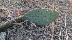 Opuntia cespitosa