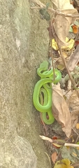Trimeresurus insularis