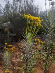 Euryops rehmannii