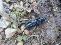 Carabus purpurascens