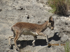 Capra pyrenaica