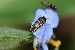 Acmaeodera neoneglecta