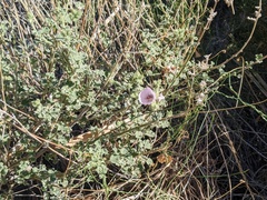 Malacothamnus densiflorus