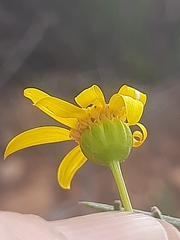 Euryops rehmannii