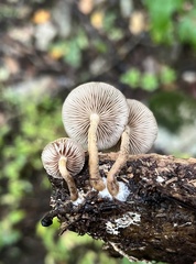 Agrocybe firma