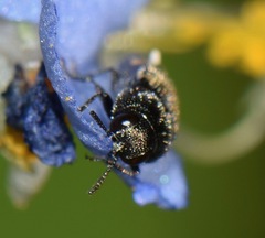 Acmaeodera neoneglecta