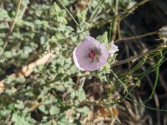 Malacothamnus densiflorus