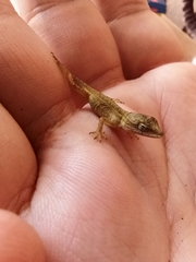 Anolis nebulosus