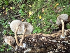 Agrocybe firma