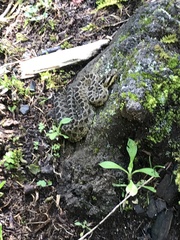 Crotalus triseriatus