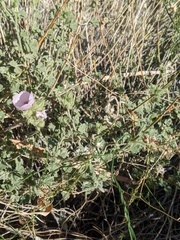 Malacothamnus densiflorus