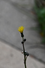 Sonchus oleraceus