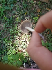 Psathyrella longipes