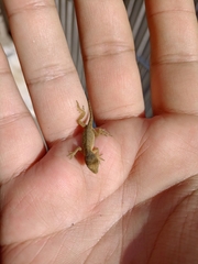 Anolis nebulosus