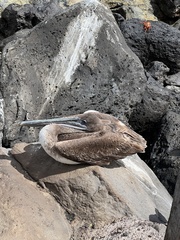Pelecanus occidentalis urinator