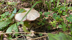 Laccaria ochropurpurea