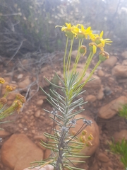 Euryops rehmannii
