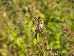 Phylloscopus