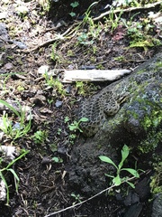 Crotalus triseriatus