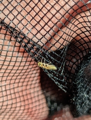 Vibidia duodecimguttata