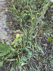 Solidago auriculata