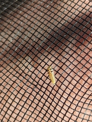 Vibidia duodecimguttata