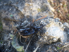 Carabus purpurascens