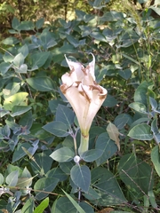 Datura innoxia