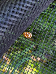 Vibidia duodecimguttata