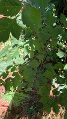 Koelreuteria paniculata