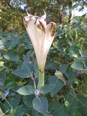 Datura innoxia