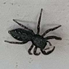 Platycryptus californicus
