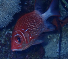 Sargocentron caudimaculatum