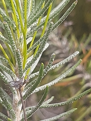 Euryops rehmannii