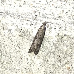 Dichomeris inversella