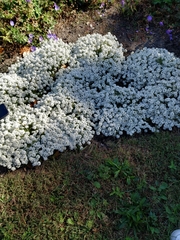 Lobularia maritima