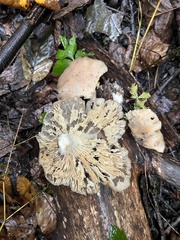 Pleurotus ostreatus