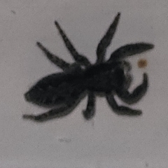 Platycryptus californicus