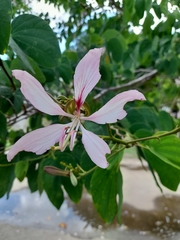 Bauhinia purpurea