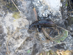 Carabus purpurascens