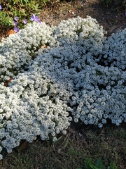 Lobularia maritima