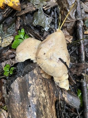Pleurotus ostreatus
