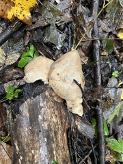 Pleurotus ostreatus