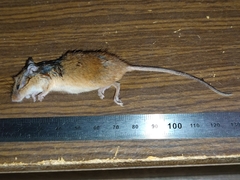 Micromys minutus